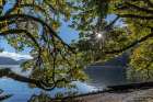 USA-Washington State-Olympic National Park Alder tree branches overhang shore of Lake Crescent Art Print